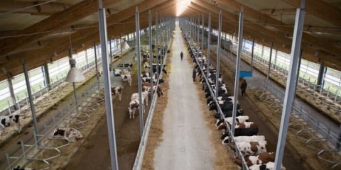 Pravila za izgradnju štale za krave